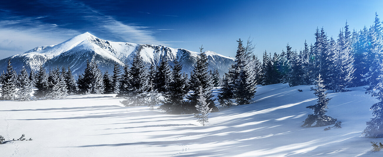 Snow-covered fir trees with mountain range in background under clear blue sky
