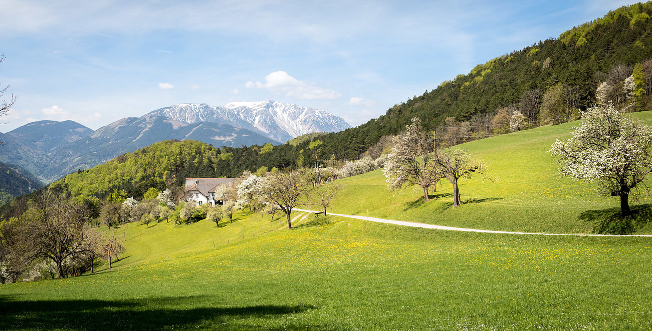 Frühlingswiese mit blühenden Bäumen und Bergblick in den österreichischen Alpen