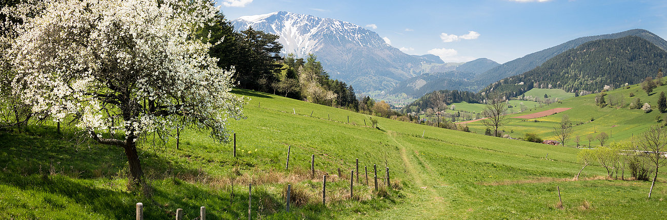 Alpenwiese mit blühendem Baum, grünen Hügeln und schneebedeckten Bergen im Frühling