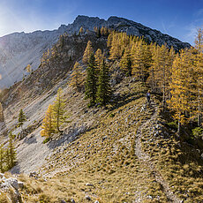 Wanderer auf Bergpfad zwischen goldenen Lärchen und felsigen Hängen im herbstlichen Sonnenlicht