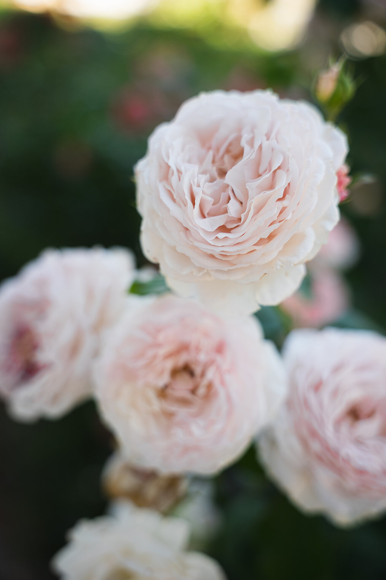 Close-up of pale pink roses with soft focus background outdoors