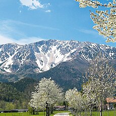 Schneebedeckte Alpen mit blühenden Kirschbäumen und Landhäusern im Frühling