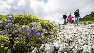 Familie wandert auf steinigem Bergpfad mit violetten Alpenblumen im Vordergrund