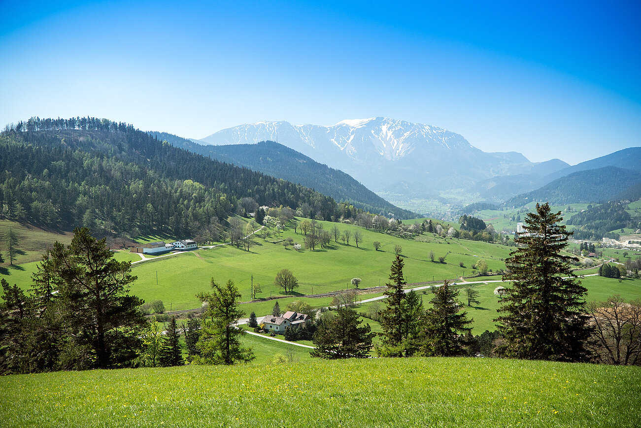 Alpental mit grünen Wiesen, Nadelwäldern und schneebedecktem Berg im Frühling