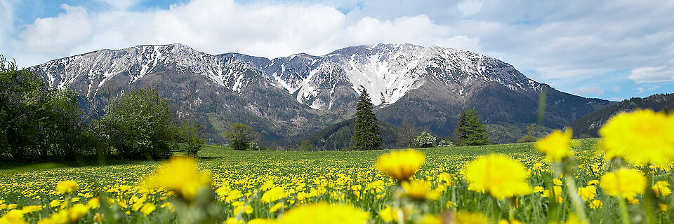 Frühlingswiese in Puchberg mit Blick auf den Schneeberg – Natur pur als Ausflugsziel